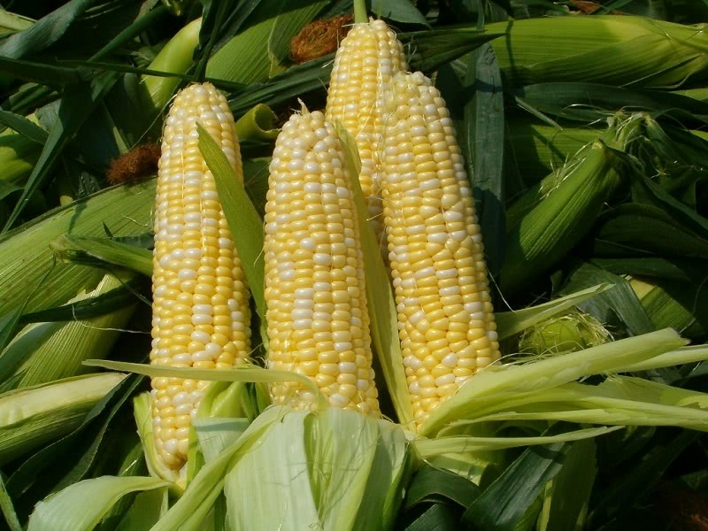 6 причин отказаться от кукурузы навсегда!  Больше ни зернышка…