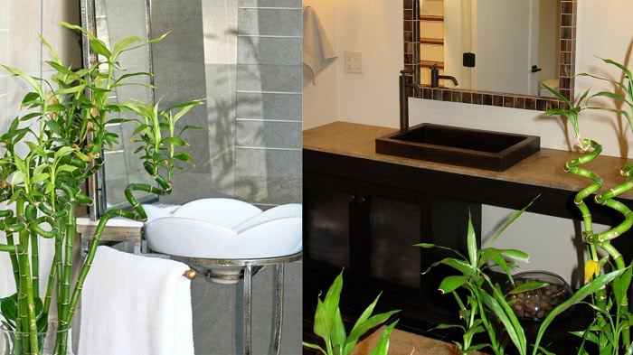 Этим 10 интерьерным растениям будет комфортно даже в ванной комнате без окна. Никогда бы не подумала, что…