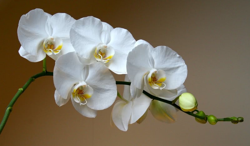 Это средство словно живая вода для моих орхидей… Цветут как ненормальные!