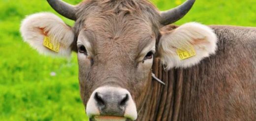 ушные бирки для животных