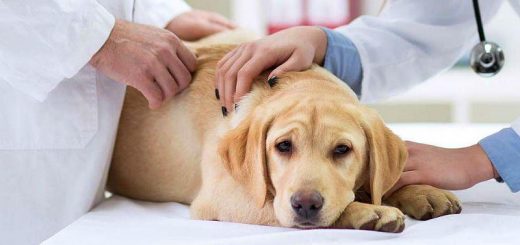 рентген животным