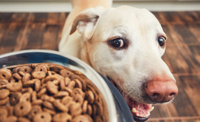 собачий корм