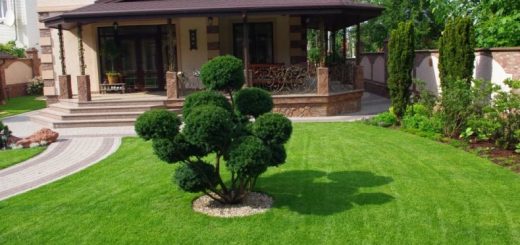 рулонный газон