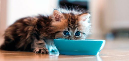 лакомства для кошек